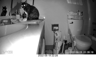 my cat Miss Pris
