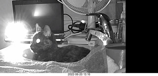 my cat Miss Pris