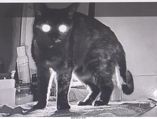 my cat Miss Pris at night