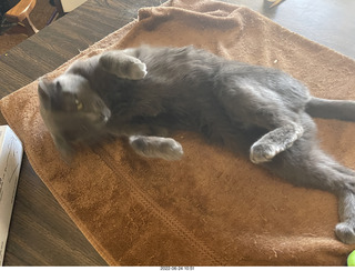 my cat Jane on the table