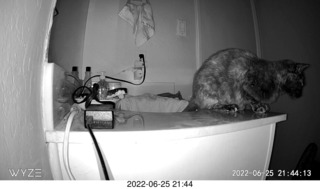 my cat Miss Pris at night