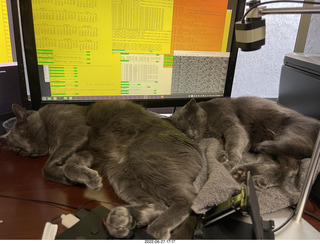 cats Devin and Jane on my  table