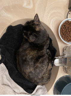 my cat Miss Pris