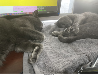 my cats Devin and Jane