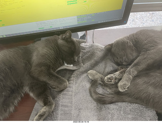 my cats Devin and Jane