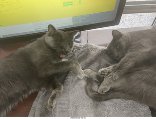 my cats Devin and Jane