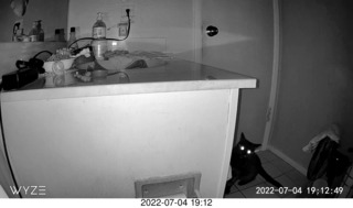 my cat Miss Priss at night