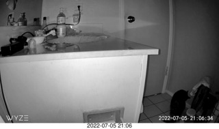 my cat Miss Pris at night out of the sink