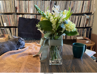 my cat Jane on the table
