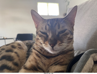 cat Potato