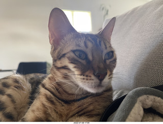 cat Potato