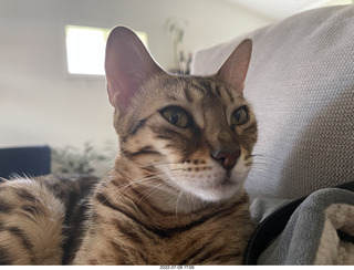 cat Potato