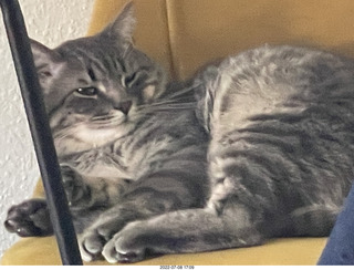 cat Potato - still handsome