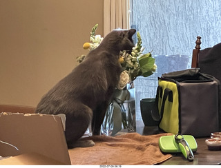 my cat Jane and floral arrangement