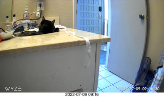 my cat Miss Pris