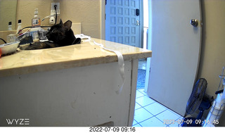 my cat Miss Pris