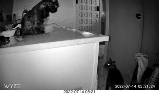 my cat Miss Pris at night