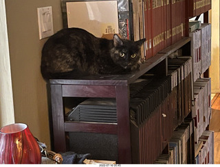 my cat Miss Pris at night in her safe space