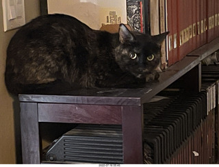 my cat Miss Pris in her safe space