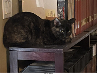 my cat Miss Pris in her safe space