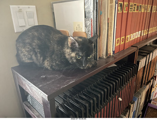my cat Miss Pris in her save space