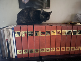 my cat Miss Pris
