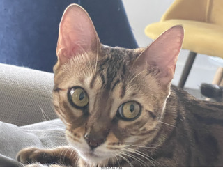 cat Pickle