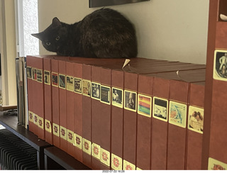 my cat Miss Pris in the hifi room