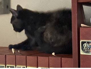my cat Miss Pris under the couch