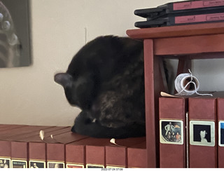 my cat Miss Pris under the couch