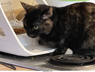 my cat Miss Pris at the feeder