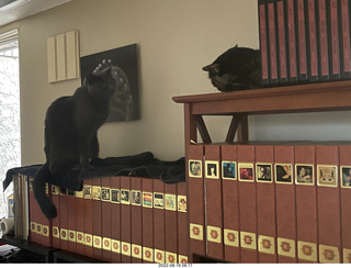 my cats Devin and Miss Pris atop my tapes