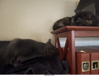 my cats Devin and Miss Pris atop my tapes