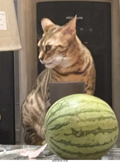 cat Pickle - she's growing up beautiful
