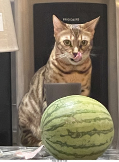 cat Pickle - she's growing up beautiful