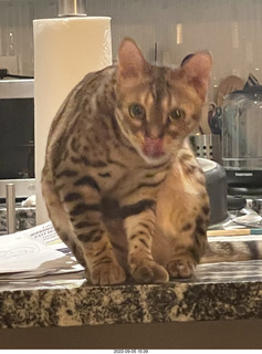 cat Pickle