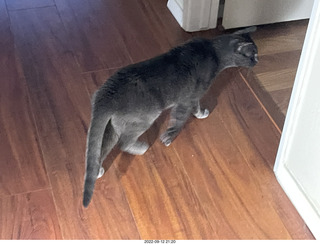 my cat Devin