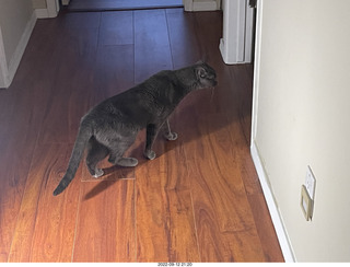 my cat Devin