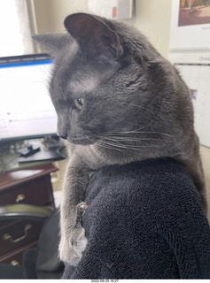 my cat Jane atop my chair