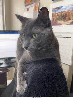 my cat Jane atop my chair