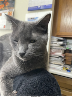 my cat Jane