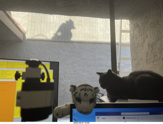 my cats Devin and Jane