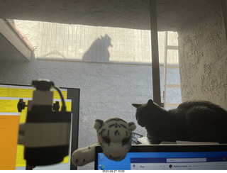 my cats Devin and Jane