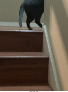 my cat Jane