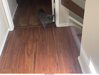my cat Miss Pris in dark bathroom