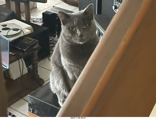 my cat Jane on my turntable