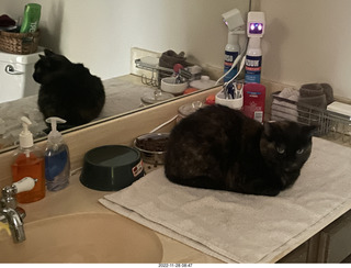 my cat Miss Pris + mirror reflection