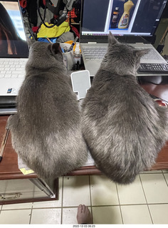 wide angle - my hifi room with my cats Devin and Jane