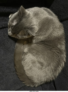 my cat Jane