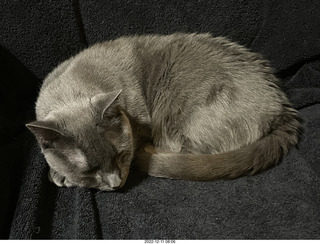 my cat Jane